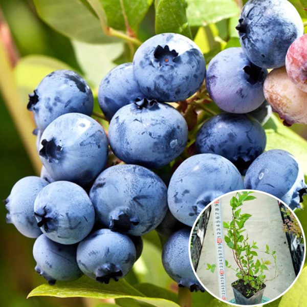 Елізабет лохина