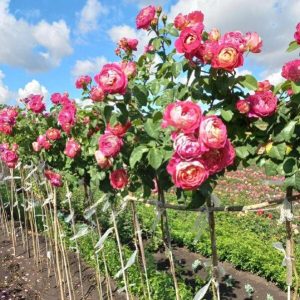 00345226-0780-4274-b6a0-46ac0546227b-e1659690340567-1.jpg Троянда на штамбі "Чері Бренді"