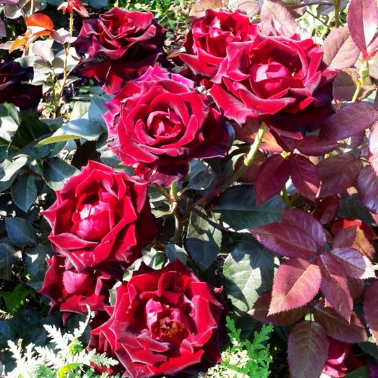 Троянда "Fiji Negro" (Фиджи Негро)