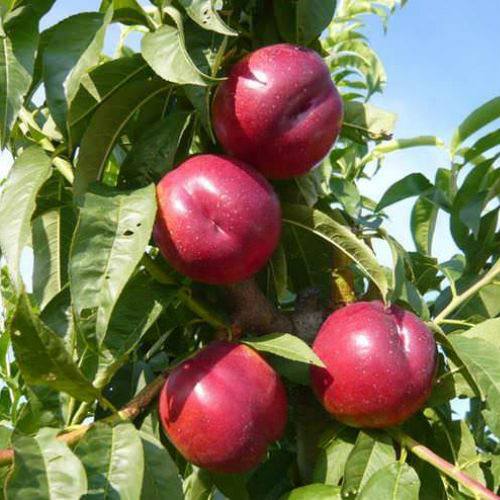 037ec8a1-882e-47aa-b527-400579e851d5.jpg Нектарин Сливовий, середній термін дозрівання