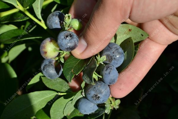 Лохина Торо