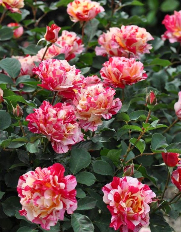 Троянда "Ваніла Фрайз" плетиста