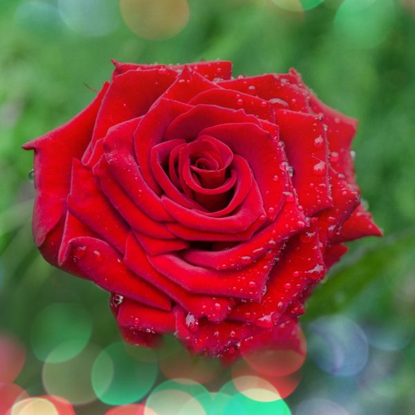 Троянда Бургунд (Burgund)