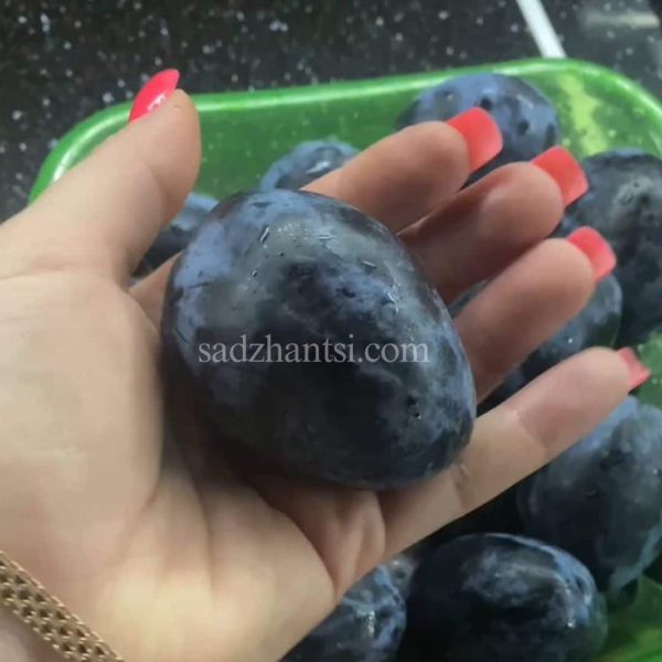 Слива Найболія