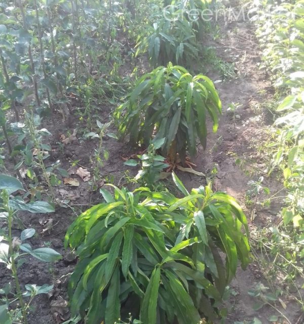 Персик Сувенір колоновидний, середній термін дозрівання