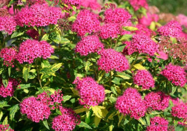 Спірея японська "Макрофіла" рожева