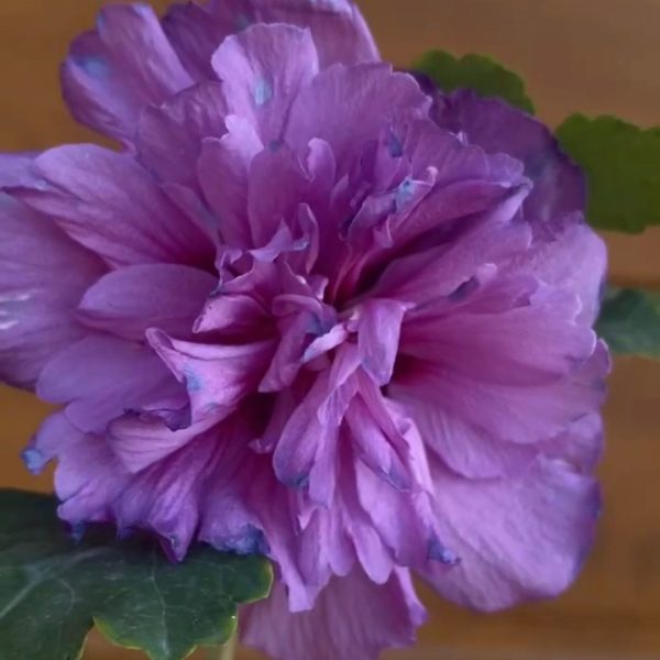 xr:d:DAFt-sOZ_jk:19,j:1535005160921611021,t:23092107 Гібіскус махровий, фіолетовий