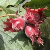 Фундук червонолистий Сирена