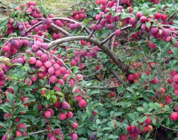 Алича Кубанська комета