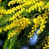 Мімоза (Acacia Dealbata)