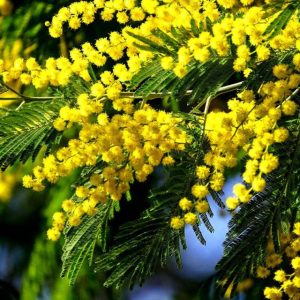 1-mimoza-cvetet.jpg Мімоза (Acacia Dealbata)