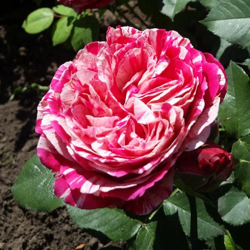 1.webp Троянда Твіст (Twist) плетиста