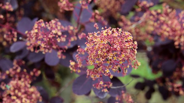 Скумпія Роял Перпл