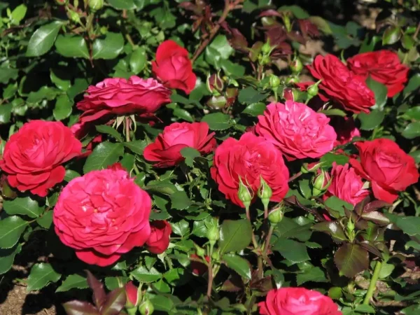 Троянда "Мона Ліза"Флорібунда