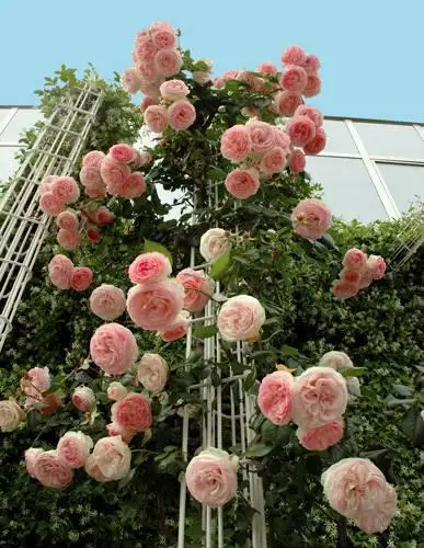 Троянда "Еден Роуз" плетиста