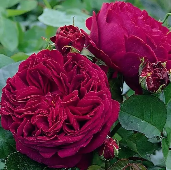 1072238284_1072238284-1.webp Троянда Фальстаф (Falstaff)