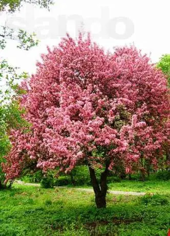 Райська яблуня