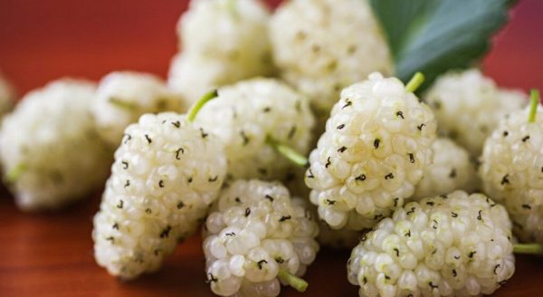 Шовковиця "Білий Ангел", саджанці дворічні