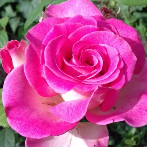 Троянда Ранок Парижу