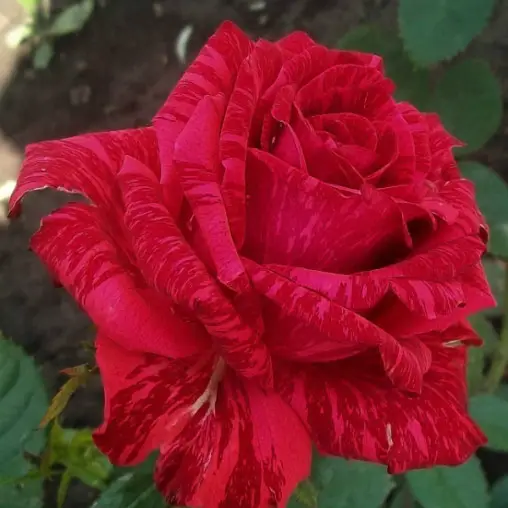 1181568790_sazhentsy-rozyred-interneshnl-1.webp Троянда Ред Інтернешнл (Red internation)