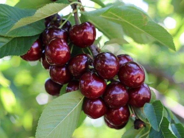 Черешня Хелена колона