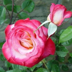 Штамбова троянда Роуз Гуаяр