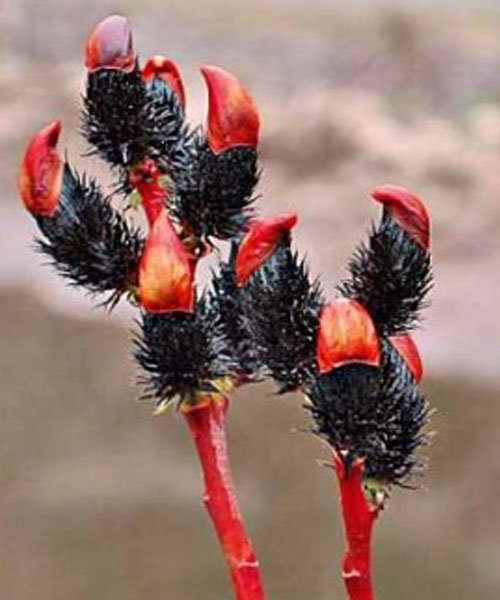 Верба "Меланостахіс" на штамбі -  ( висота штамбу 180 - 190 см )