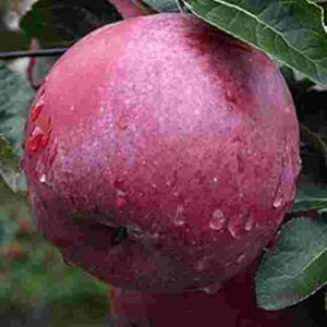 Яблуня Спартан, осінньо-зимового терміну дозрівання