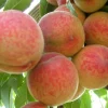 Персик "Сонячний", середній термін дозрівання