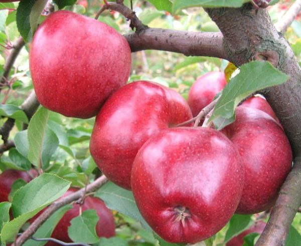 Яблуня "Камео" Саджанці дворічні