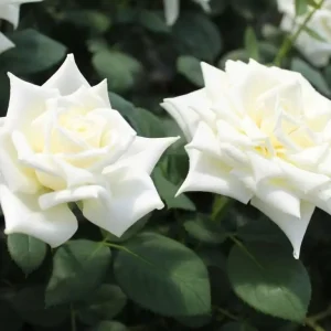 1347670237_w640_h640_roza-polyarnaya-zvezda-1.webp Троянда Полярна зірка (Polarstern)