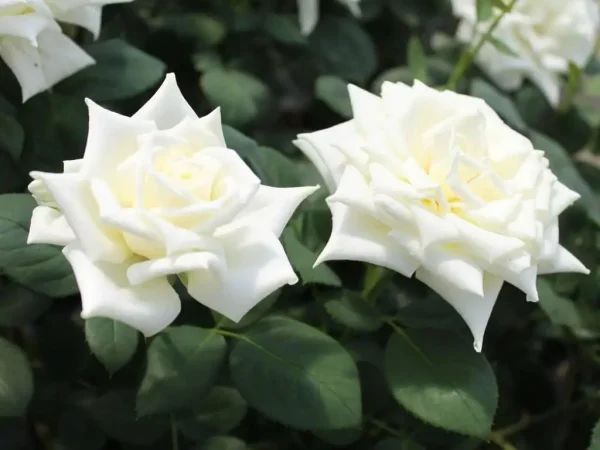 Троянда Полярна зірка (Polarstern)