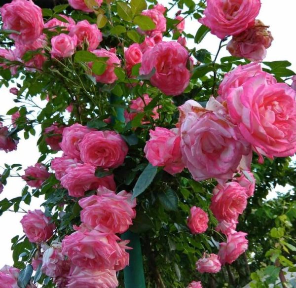 Троянда "Хендель" плетиста