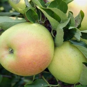 147261043.jpg Яблуня "Сніжний кальвін"