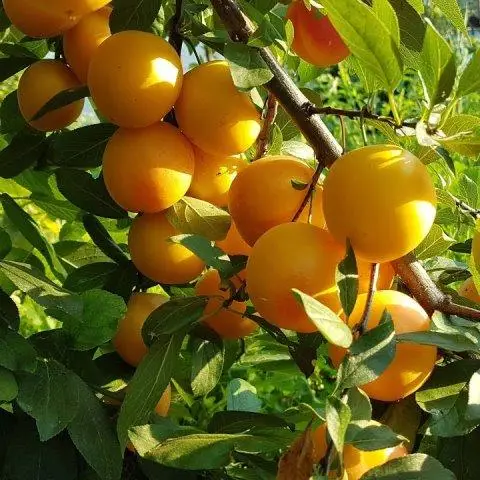 Алича "Рум'яна зорька"(Пізній сорт)