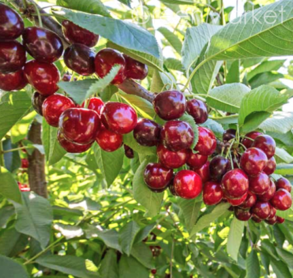 Черешня Сабріна колона