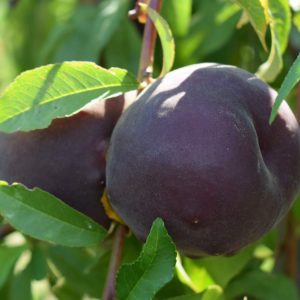 ПРЕМІУМ Персик "Рубін Принц" - ранній термін дозрівання