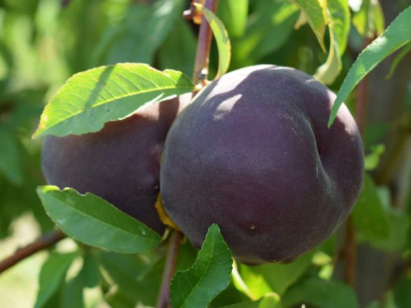 1499.650@2x.jpg ПРЕМІУМ Персик "Рубін Принц" - ранній термін дозрівання