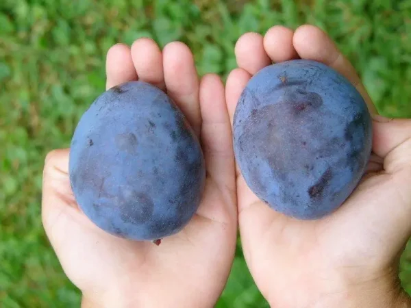 1501969520_w640_h640_sliva-top-gigant.webp Cлива Топ-гігант