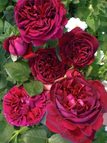 1563273065_w700_h500_roza-falstaf-falstaff-1.webp Троянда Фальстаф (Falstaff)