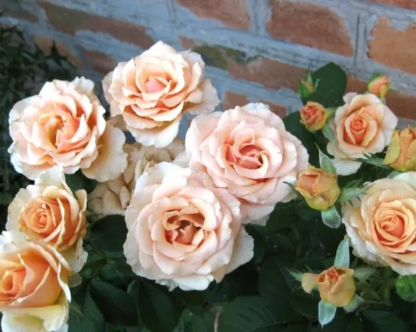 1566847502_w600_h600_1566847502-1.webp Троянда Прімадонна (Prima Donna)