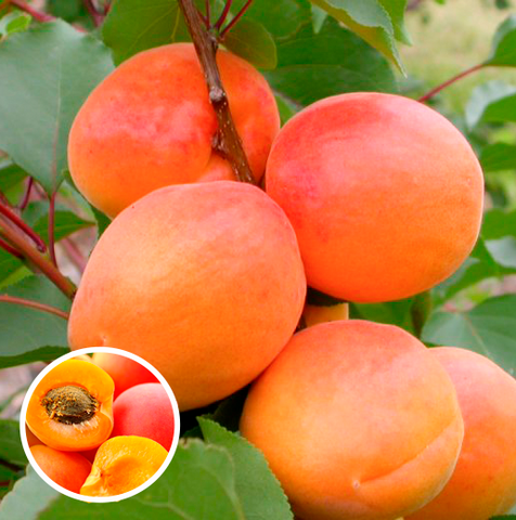 Гібрид "Королівський Дисерт"(схрещений:персик-абрикос)