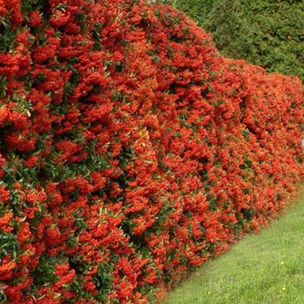 Піраканта Orange Glow