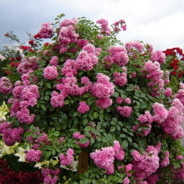 1606675728-1.jpg Троянда плетиста Супер Дороті