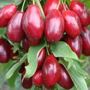 Кизил "Миколка"