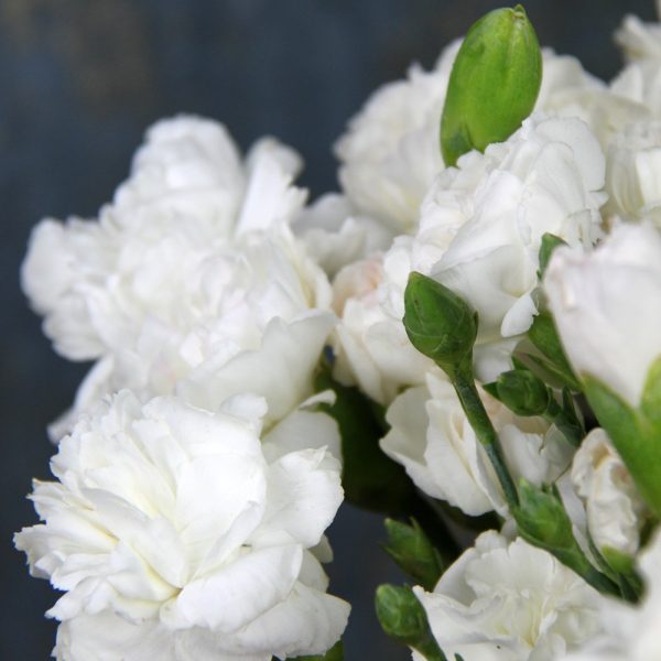 1629910121_18-oir-mobi-p-belie-gvozdiki-tsveti-krasivo-foto-23.jpg Гвоздика біла