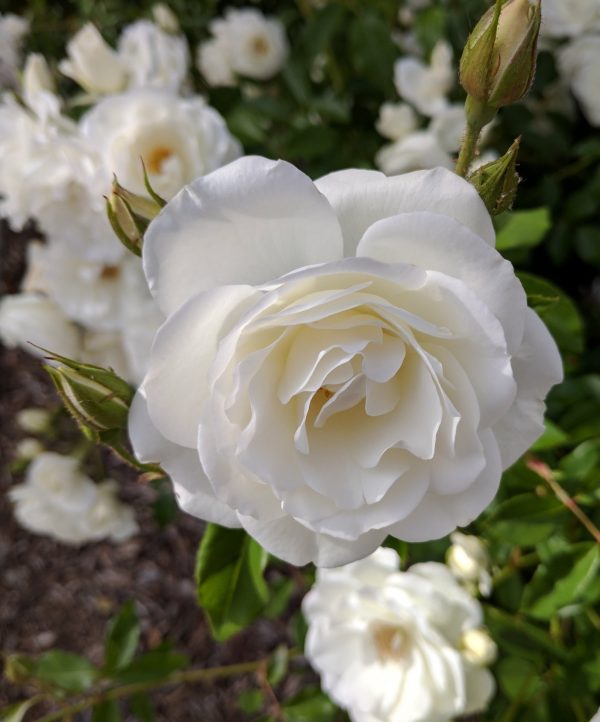 Плетиста троянда "Фемели Уайт"