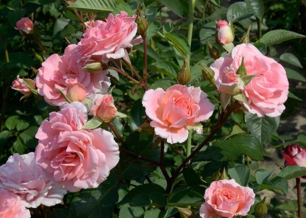 Троянда Титанік (Titanic)