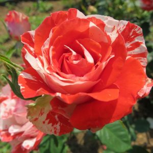 1631198493_1-oir-mobi-p-roza-oranzh-intuishn-tsveti-krasivo-foto-2-1.jpg Троянда Оранж Інтуишн (Orange Intuition)