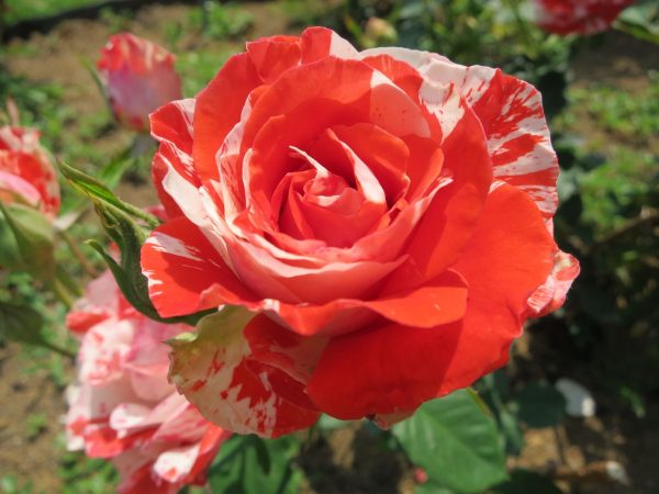 Троянда Оранж Інтуишн (Orange Intuition)